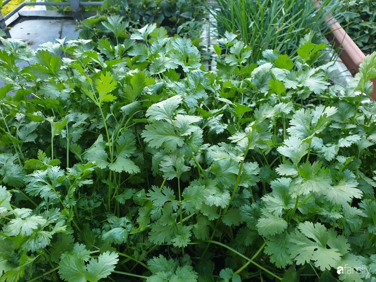 Khu vườn với đủ loại hoa thơm và trái ngọt của mẹ đảm quê Long An-6