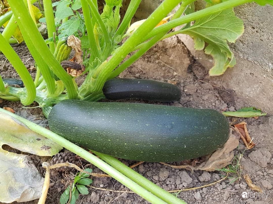 Khu vườn với đủ loại hoa thơm và trái ngọt của mẹ đảm quê Long An-7