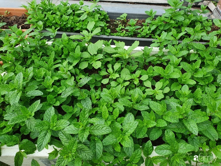 Khu vườn với đủ loại hoa thơm và trái ngọt của mẹ đảm quê Long An-8