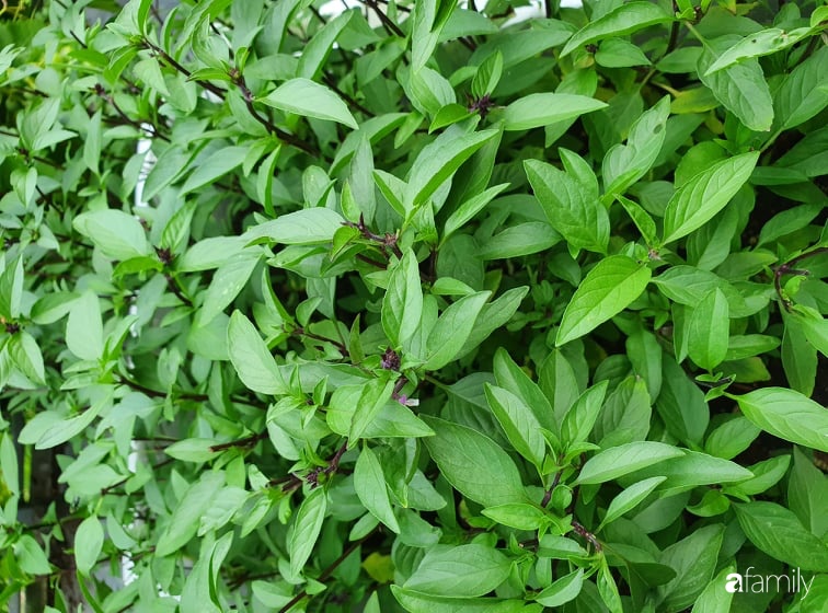 Khu vườn với đủ loại hoa thơm và trái ngọt của mẹ đảm quê Long An-9