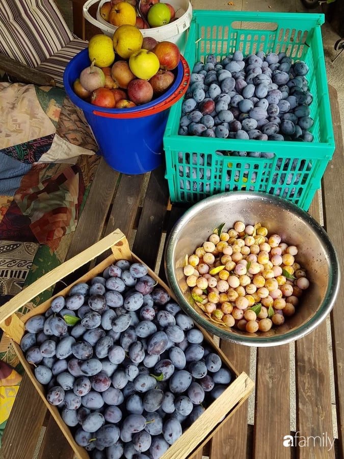 Khu vườn với đủ loại hoa thơm và trái ngọt của mẹ đảm quê Long An-10