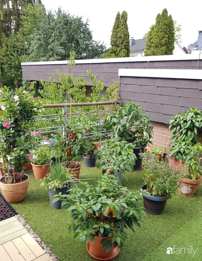 Khu vườn với đủ loại hoa thơm và trái ngọt của mẹ đảm quê Long An-11