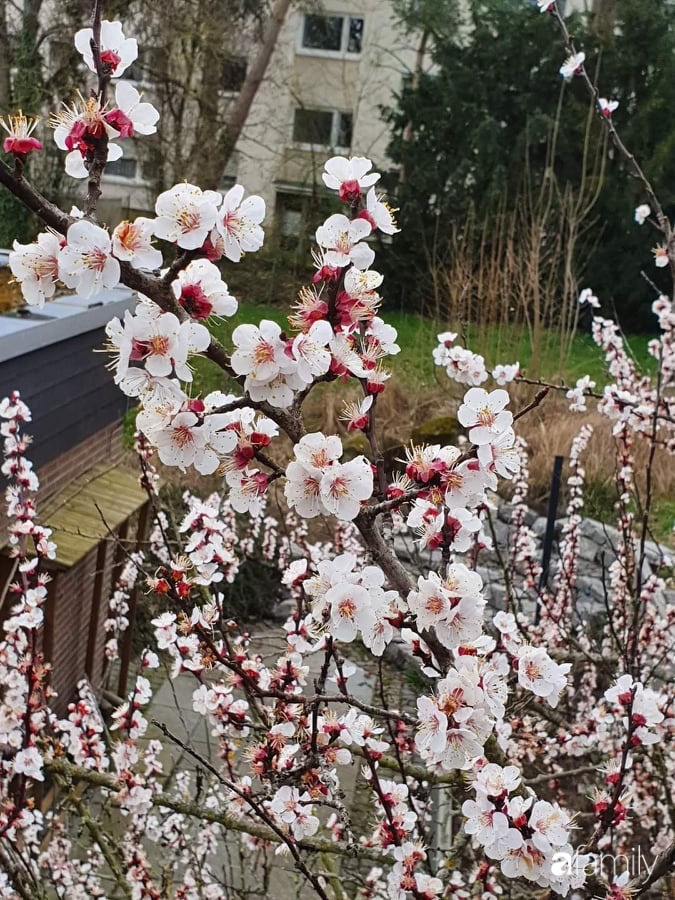 Khu vườn với đủ loại hoa thơm và trái ngọt của mẹ đảm quê Long An-12