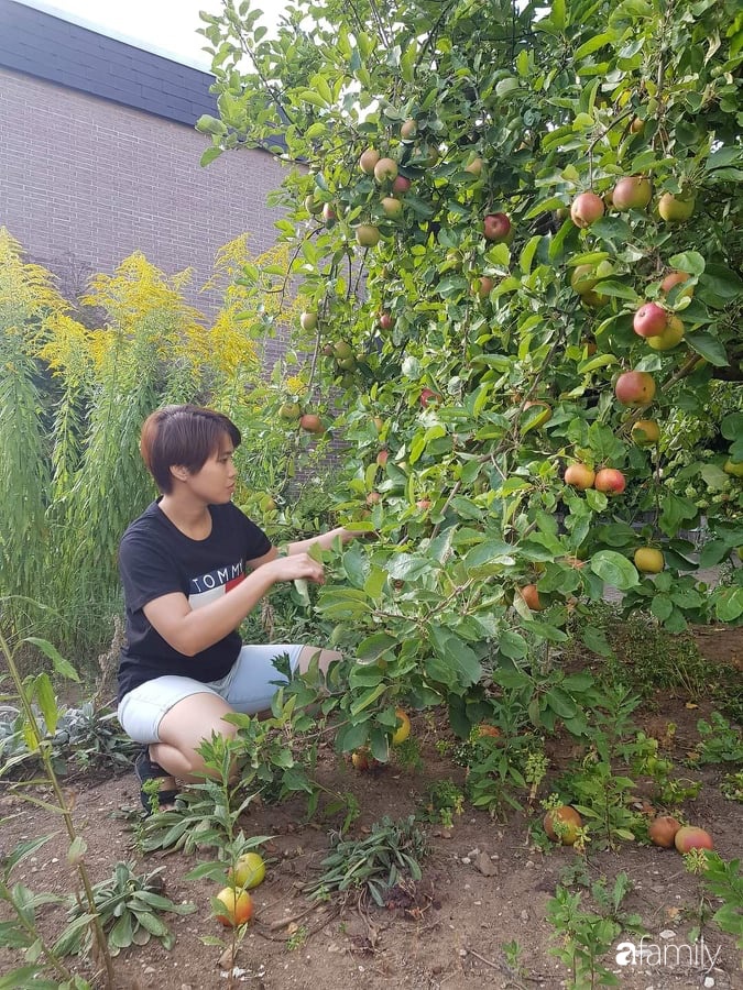 Khu vườn với đủ loại hoa thơm và trái ngọt của mẹ đảm quê Long An-13