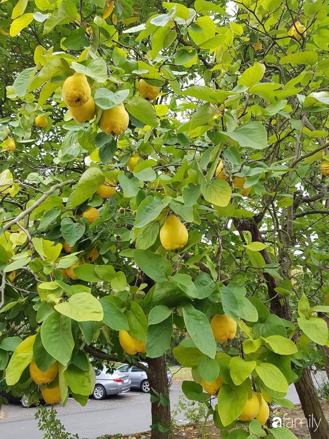 Khu vườn với đủ loại hoa thơm và trái ngọt của mẹ đảm quê Long An-14