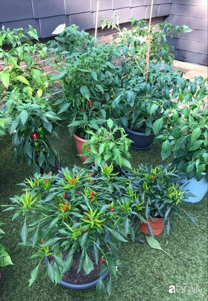 Khu vườn với đủ loại hoa thơm và trái ngọt của mẹ đảm quê Long An-15