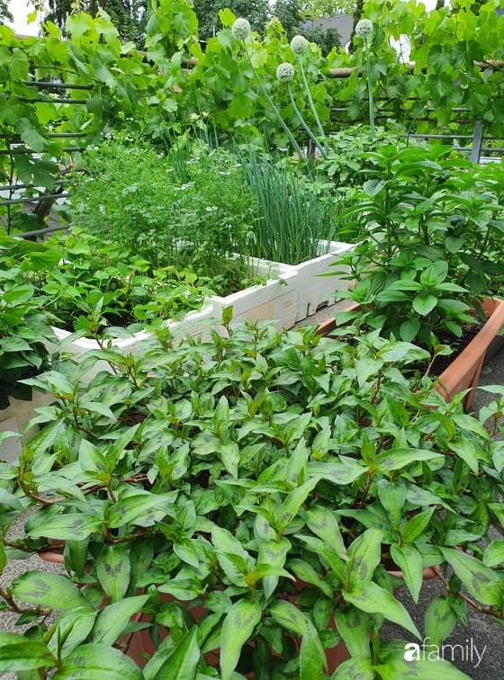 Khu vườn với đủ loại hoa thơm và trái ngọt của mẹ đảm quê Long An-16