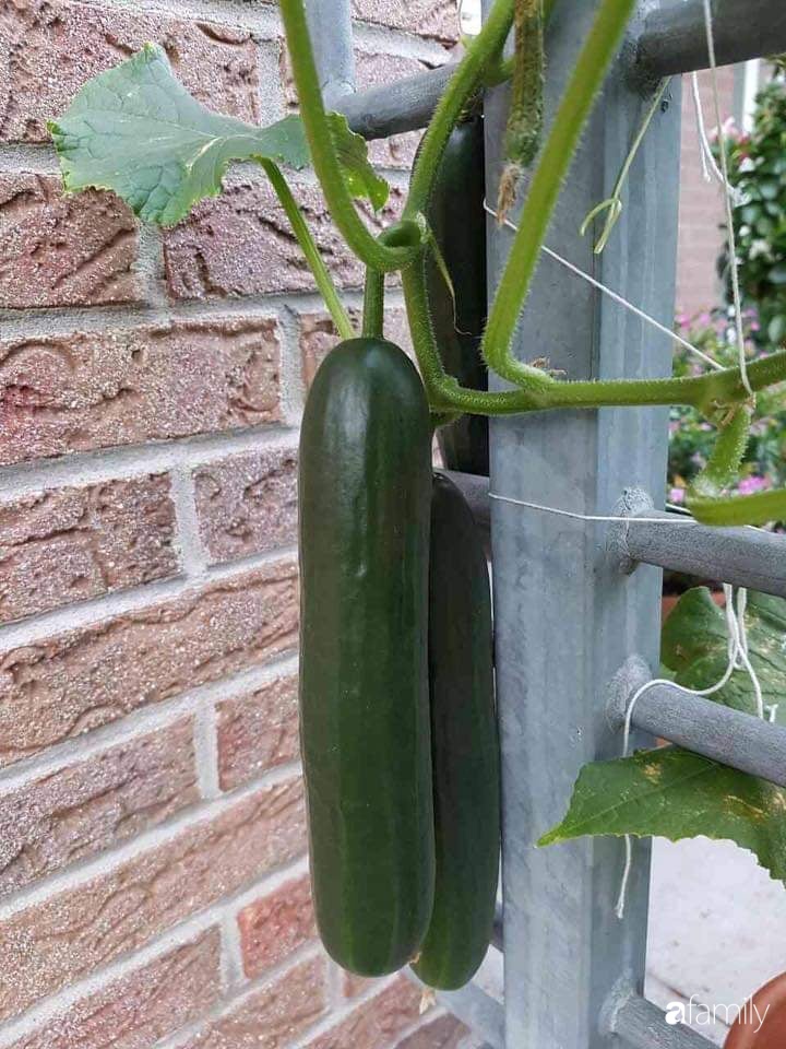 Khu vườn với đủ loại hoa thơm và trái ngọt của mẹ đảm quê Long An-17