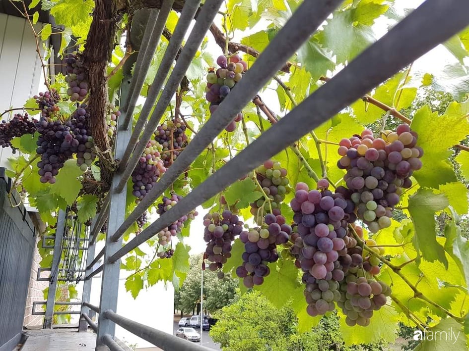 Khu vườn với đủ loại hoa thơm và trái ngọt của mẹ đảm quê Long An-18