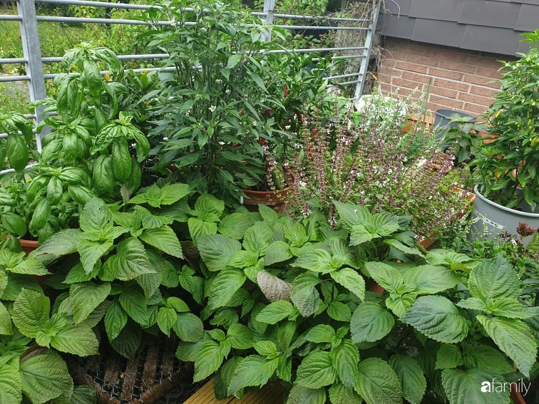 Khu vườn với đủ loại hoa thơm và trái ngọt của mẹ đảm quê Long An-20