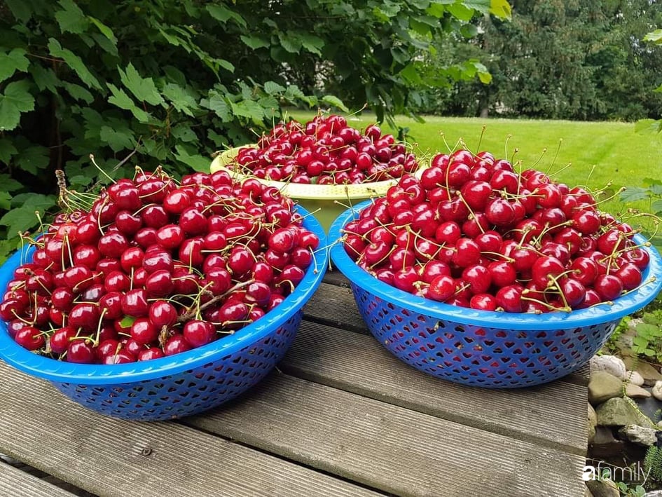 Khu vườn với đủ loại hoa thơm và trái ngọt của mẹ đảm quê Long An-21