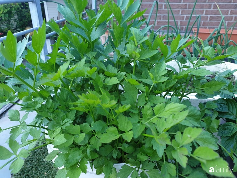 Khu vườn với đủ loại hoa thơm và trái ngọt của mẹ đảm quê Long An-22