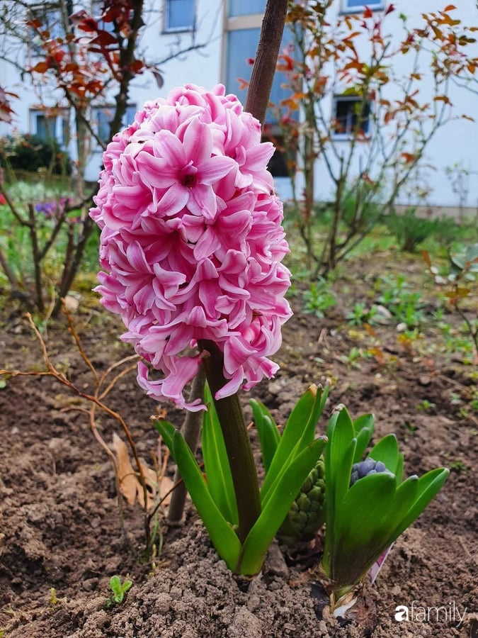 Khu vườn với đủ loại hoa thơm và trái ngọt của mẹ đảm quê Long An-23