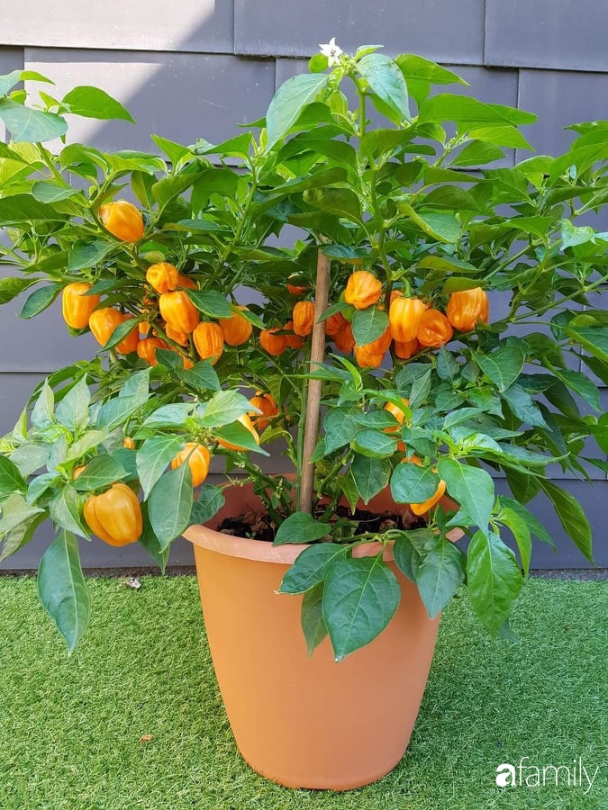 Khu vườn với đủ loại hoa thơm và trái ngọt của mẹ đảm quê Long An-24