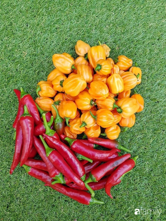 Khu vườn với đủ loại hoa thơm và trái ngọt của mẹ đảm quê Long An-29