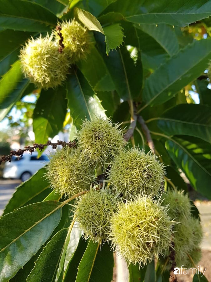 Khu vườn với đủ loại hoa thơm và trái ngọt của mẹ đảm quê Long An-31