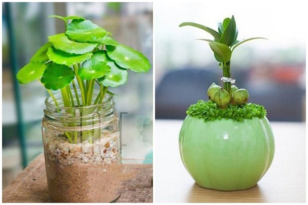 5 loại cây phá phong thủy, tuyệt đối không nên trồng trong nhà-5
