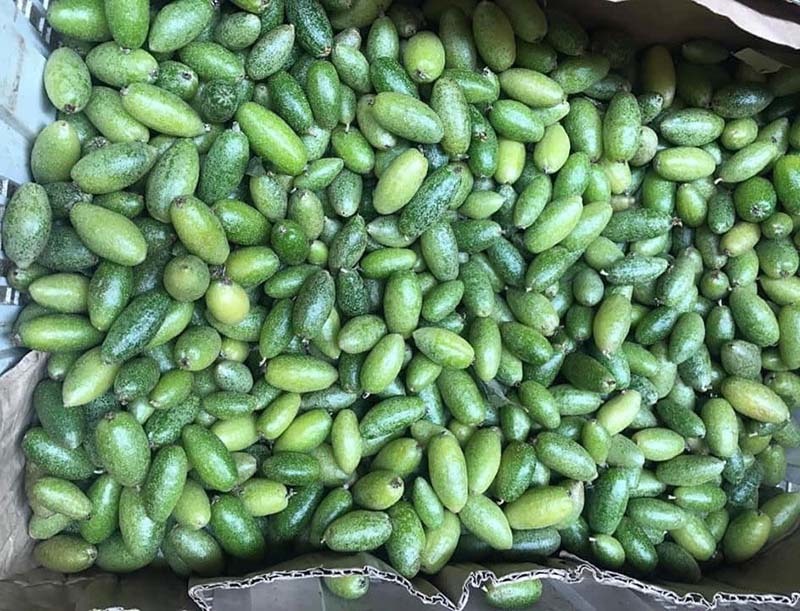 Nhót bao tử chua chát, giá 500 nghìn/kg cháy hàng-2