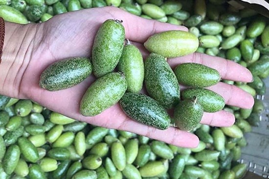 Nhót bao tử chua chát, giá 500 nghìn/kg cháy hàng