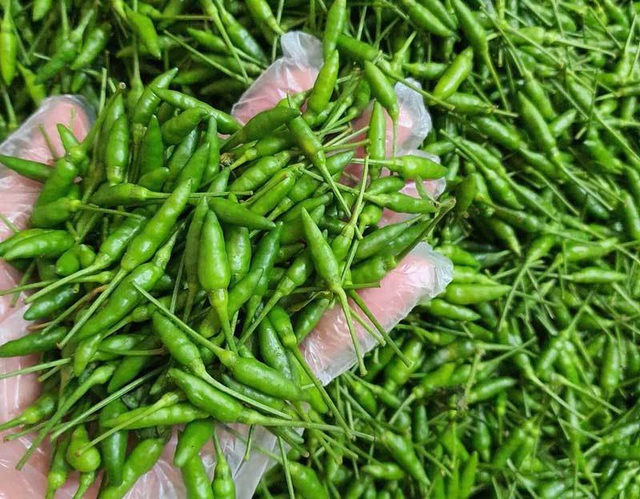 Loại ớt gió thơm mùi thảo mộc, 1 triệu đồng/kg vẫn đắt khách-1