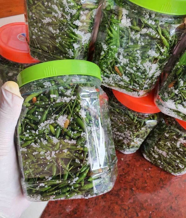 Loại ớt gió thơm mùi thảo mộc, 1 triệu đồng/kg vẫn đắt khách-3