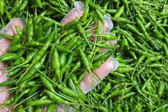 Loại ớt gió thơm mùi thảo mộc, 1 triệu đồng/kg vẫn đắt khách