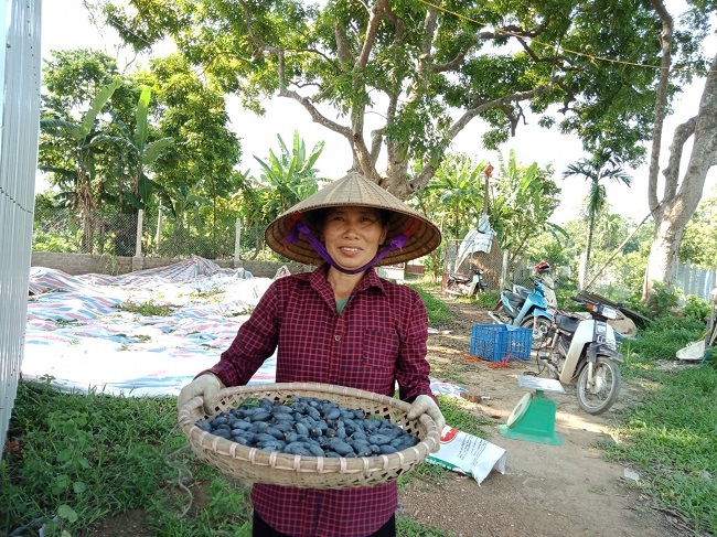 Ngỡ ngàng loại quả đen sì, trước rụng đầy vườn nay thành đặc sản đắt hơn thịt lợn-6