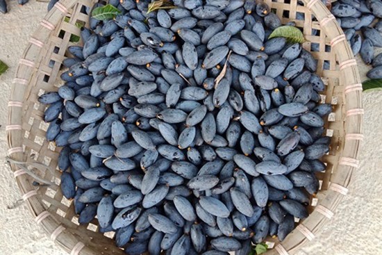 Ngỡ ngàng loại quả đen sì, trước rụng đầy vườn nay thành đặc sản đắt hơn thịt lợn