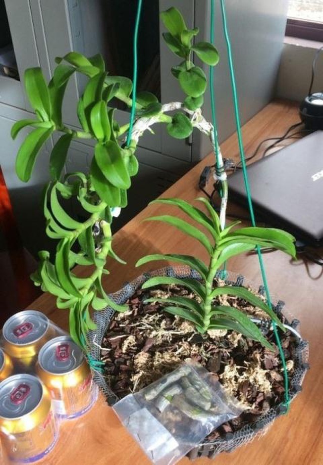 Lừa lan đột biến tiền tỷ: Nghịch lý giá cao... mới mua?-1