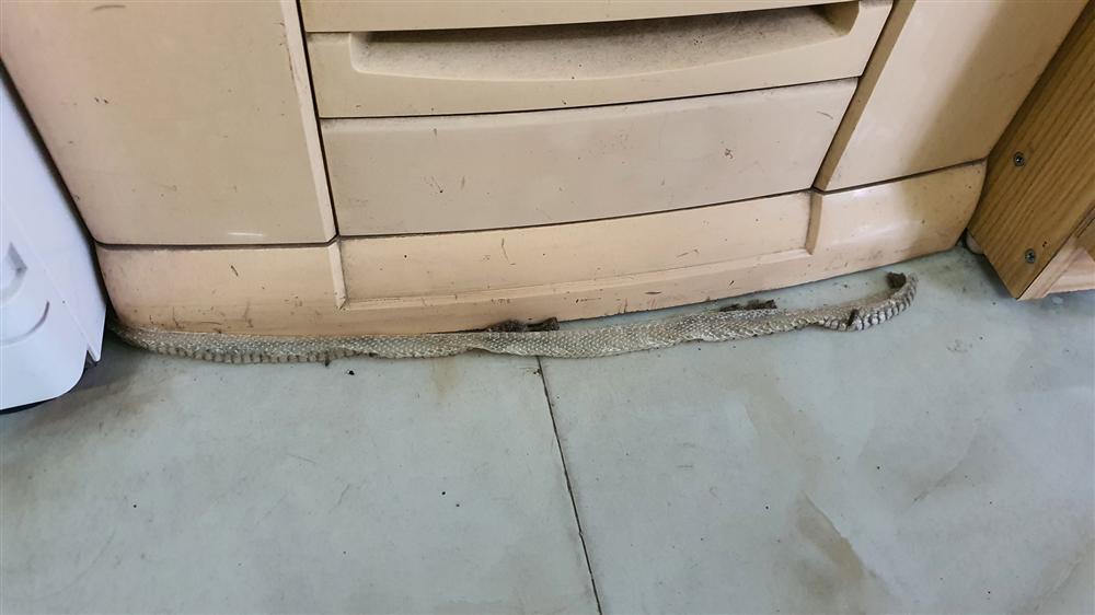 Hết hồn phát hiện bé Na thập thò nơi khe cửa sau khi bỏ lại chiếc vỏ trong nhà, lại còn diện áo đôi với gia chủ khiến dân mạng vừa sợ vừa buồn cười-1