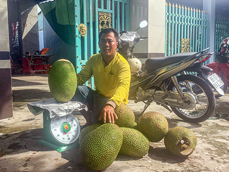 Giá mít Thái tăng vù vù, cứ bán 1 trái to thu hơn nửa triệu đồng-1