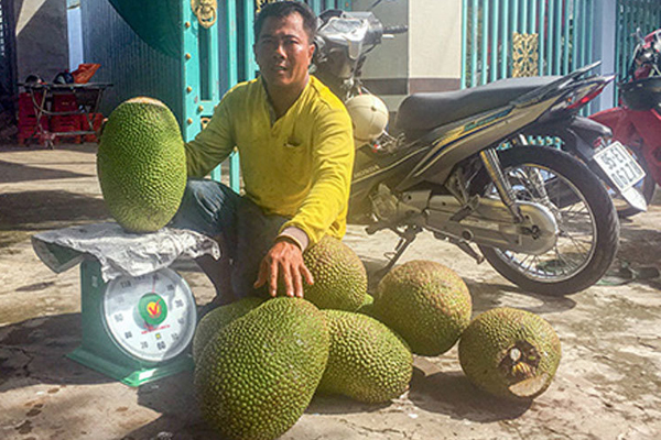 Mít Thái bất ngờ tăng giá gấp 3 lần, thương lái đổ về vườn lùng mua-4
