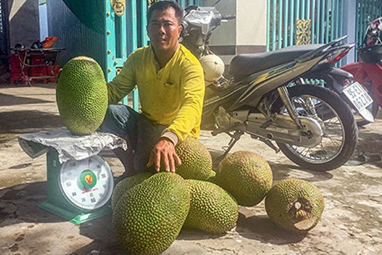 Giá mít Thái tăng vù vù, cứ bán 1 trái to thu hơn nửa triệu đồng