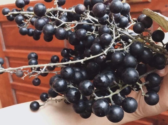 Chán nho ngoại, giới sành ăn lùng mua nho dại mọc trong rừng-1