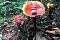 4 loại nấm đắt đỏ được săn lùng ở Việt Nam