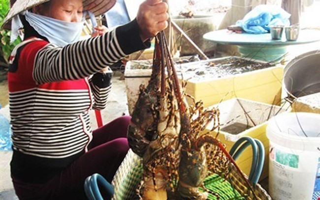 Bị dân buôn ép giá, tôm hùm rớt mạnh ở vựa nuôi, người tiêu dùng bị mua đắt gấp 3-1