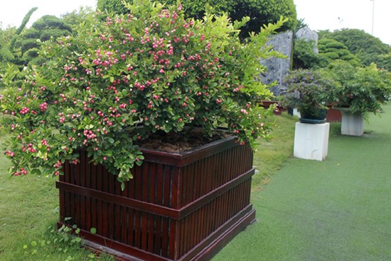 Dàn sơ ri bonsai cổ thụ, trĩu quả giá tiền tỷ của 'tướng cướp hoàn lương'