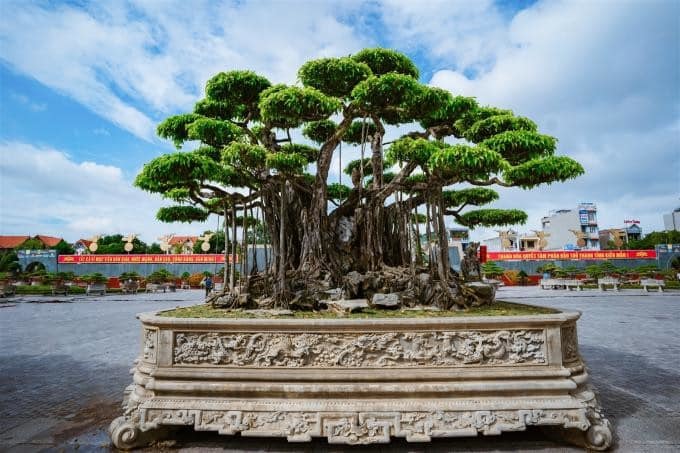 Dàn siêu cây triệu USD, đại gia đổi đất, đổi nhà cũng không thể sở hữu-1