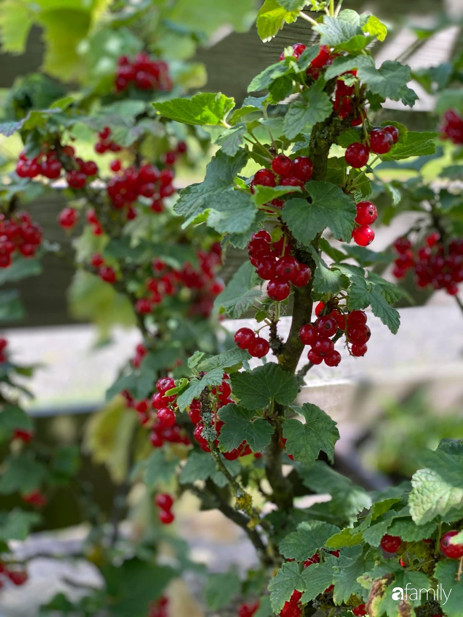 Khu vườn 200m² quanh năm xanh tươi với đủ loại rau quả sạch của mẹ Việt có thâm niên 7 năm làm vườn-11