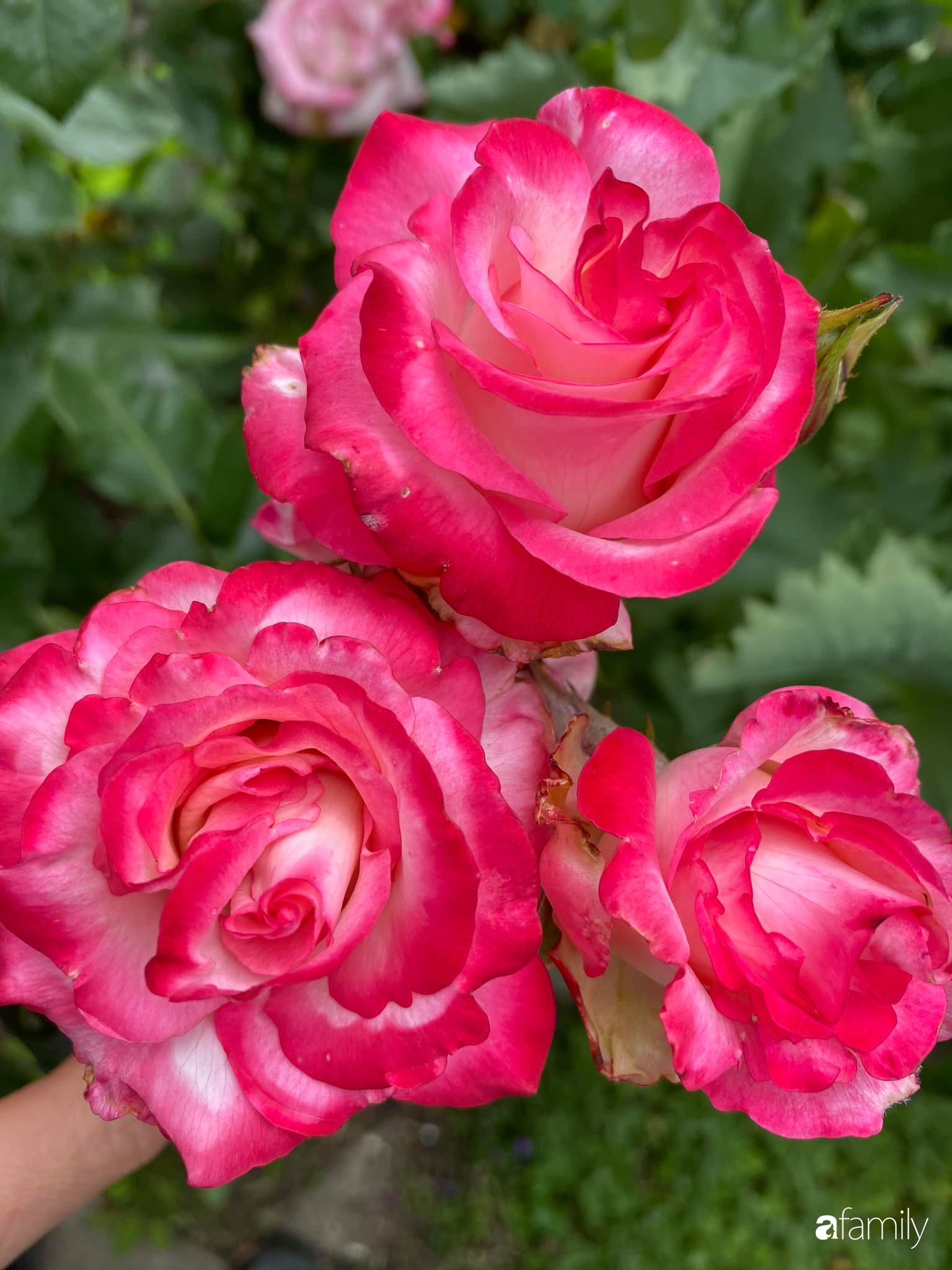 Khu vườn 200m² quanh năm xanh tươi với đủ loại rau quả sạch của mẹ Việt có thâm niên 7 năm làm vườn-8