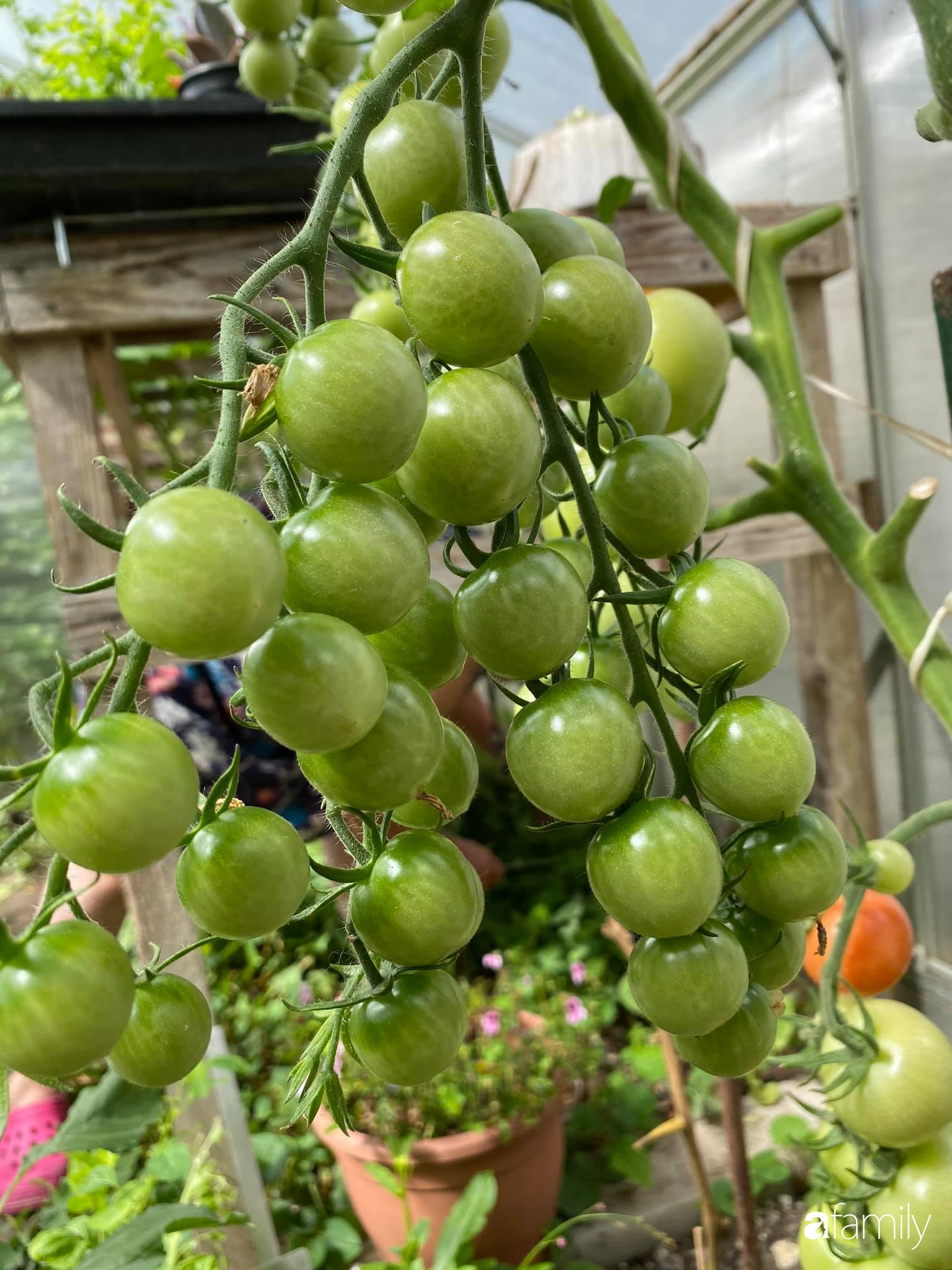 Khu vườn 200m² quanh năm xanh tươi với đủ loại rau quả sạch của mẹ Việt có thâm niên 7 năm làm vườn-10