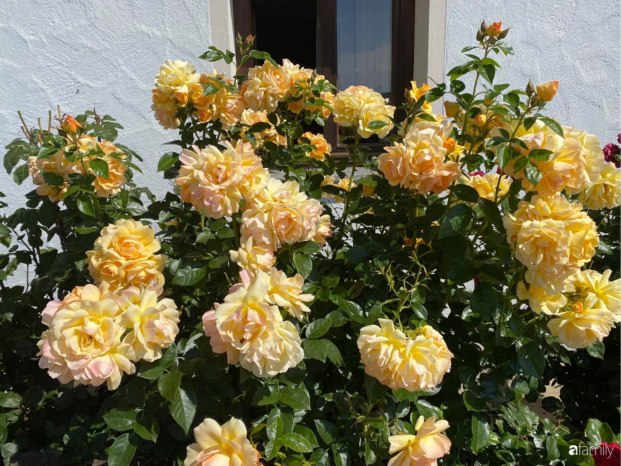 Khu vườn 200m² quanh năm xanh tươi với đủ loại rau quả sạch của mẹ Việt có thâm niên 7 năm làm vườn-4