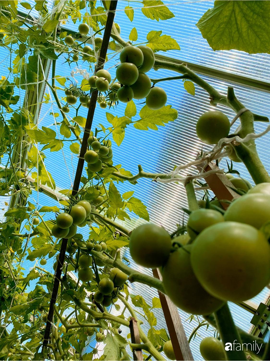 Khu vườn 200m² quanh năm xanh tươi với đủ loại rau quả sạch của mẹ Việt có thâm niên 7 năm làm vườn-12