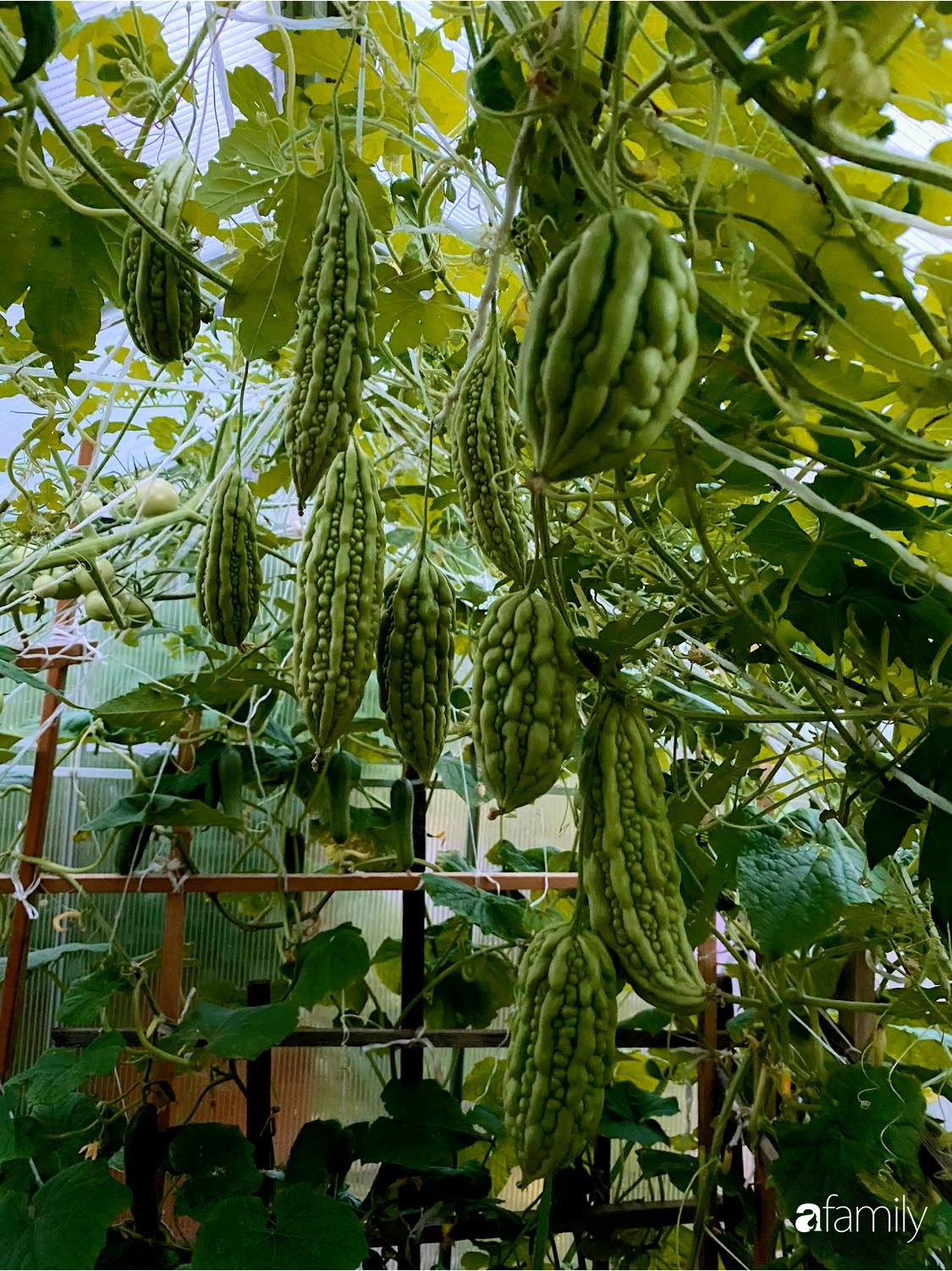 Khu vườn 200m² quanh năm xanh tươi với đủ loại rau quả sạch của mẹ Việt có thâm niên 7 năm làm vườn-5