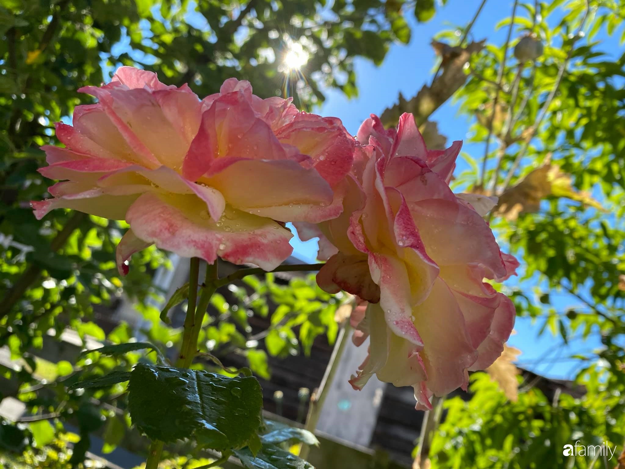 Khu vườn 200m² quanh năm xanh tươi với đủ loại rau quả sạch của mẹ Việt có thâm niên 7 năm làm vườn-3