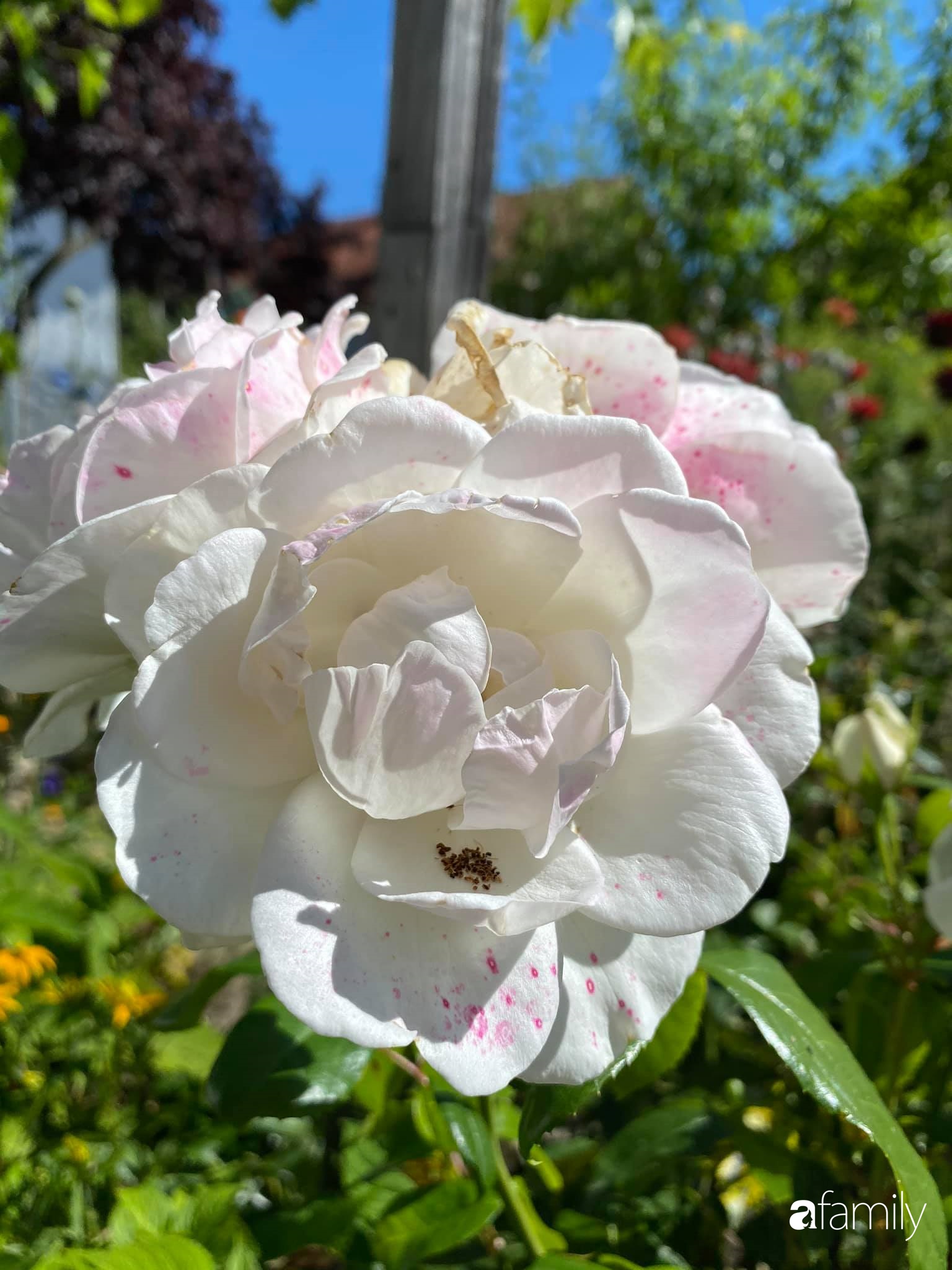 Khu vườn 200m² quanh năm xanh tươi với đủ loại rau quả sạch của mẹ Việt có thâm niên 7 năm làm vườn-9