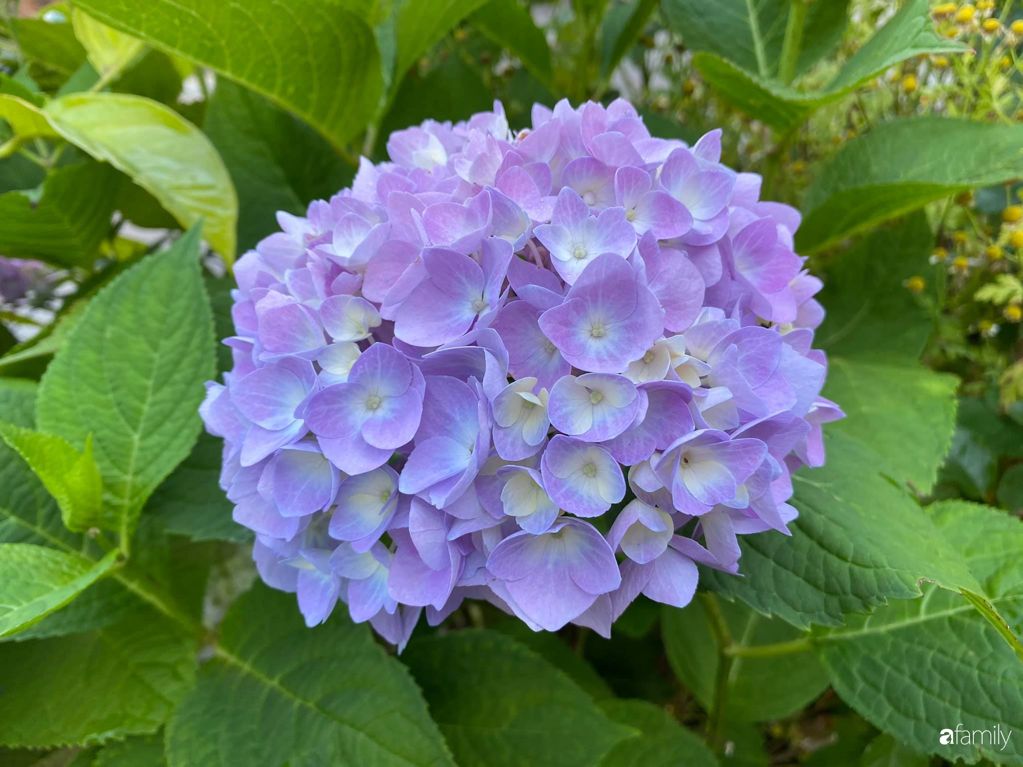 Khu vườn 200m² quanh năm xanh tươi với đủ loại rau quả sạch của mẹ Việt có thâm niên 7 năm làm vườn-7