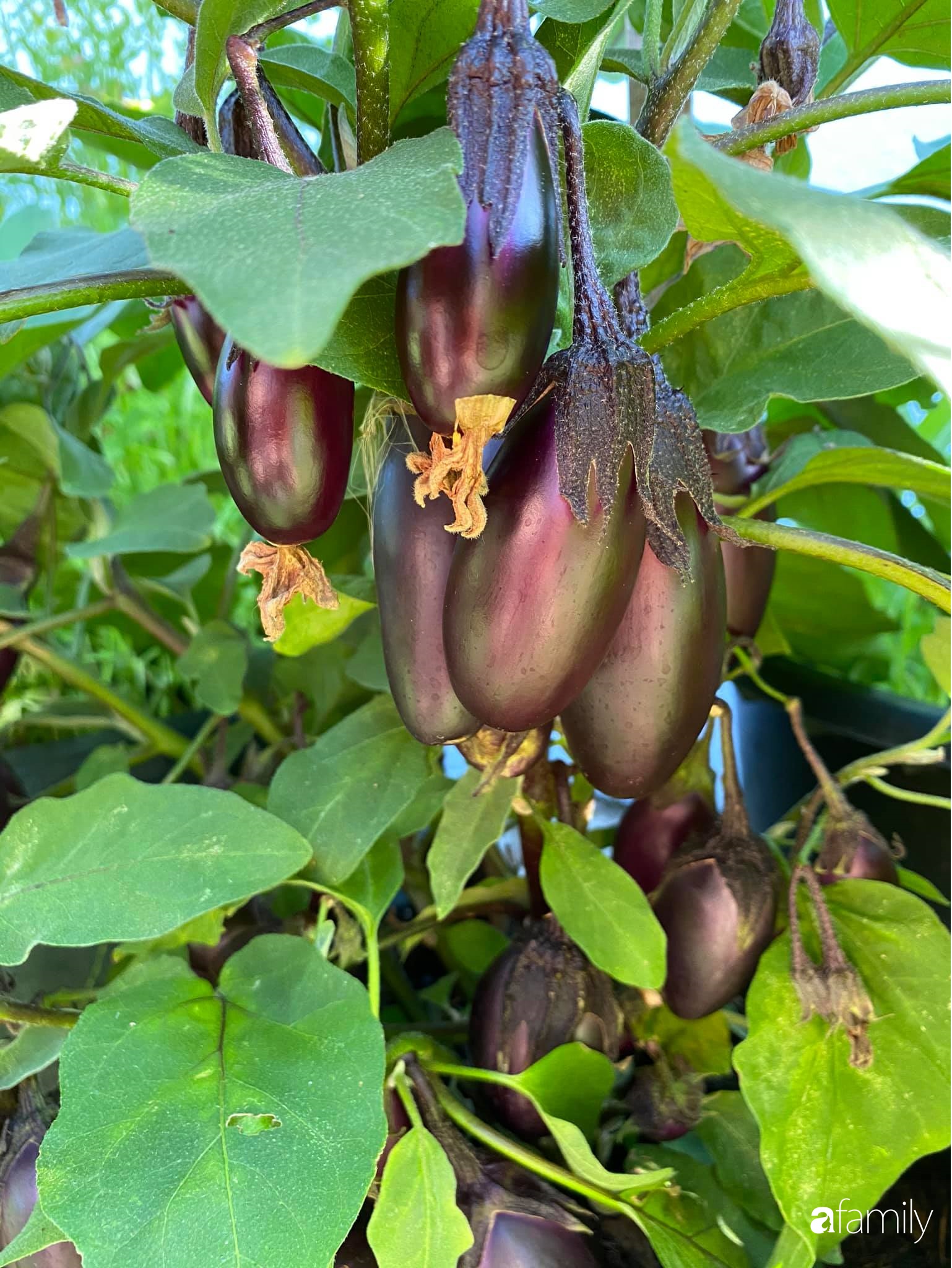 Khu vườn 200m² quanh năm xanh tươi với đủ loại rau quả sạch của mẹ Việt có thâm niên 7 năm làm vườn-17