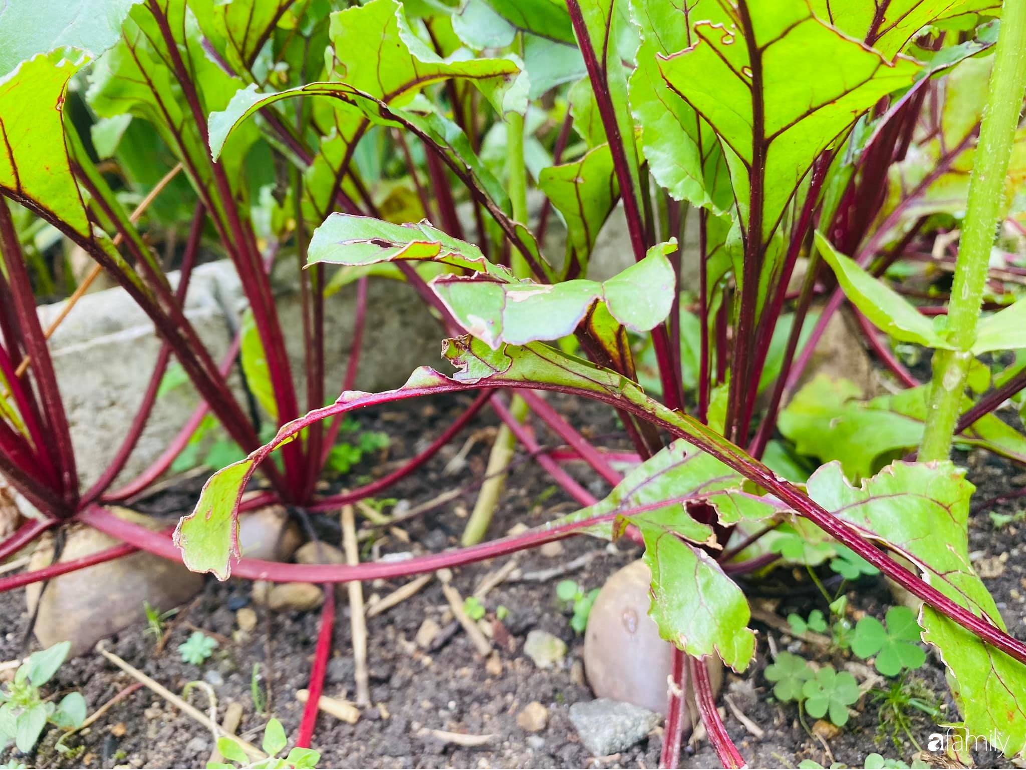 Khu vườn 200m² quanh năm xanh tươi với đủ loại rau quả sạch của mẹ Việt có thâm niên 7 năm làm vườn-2