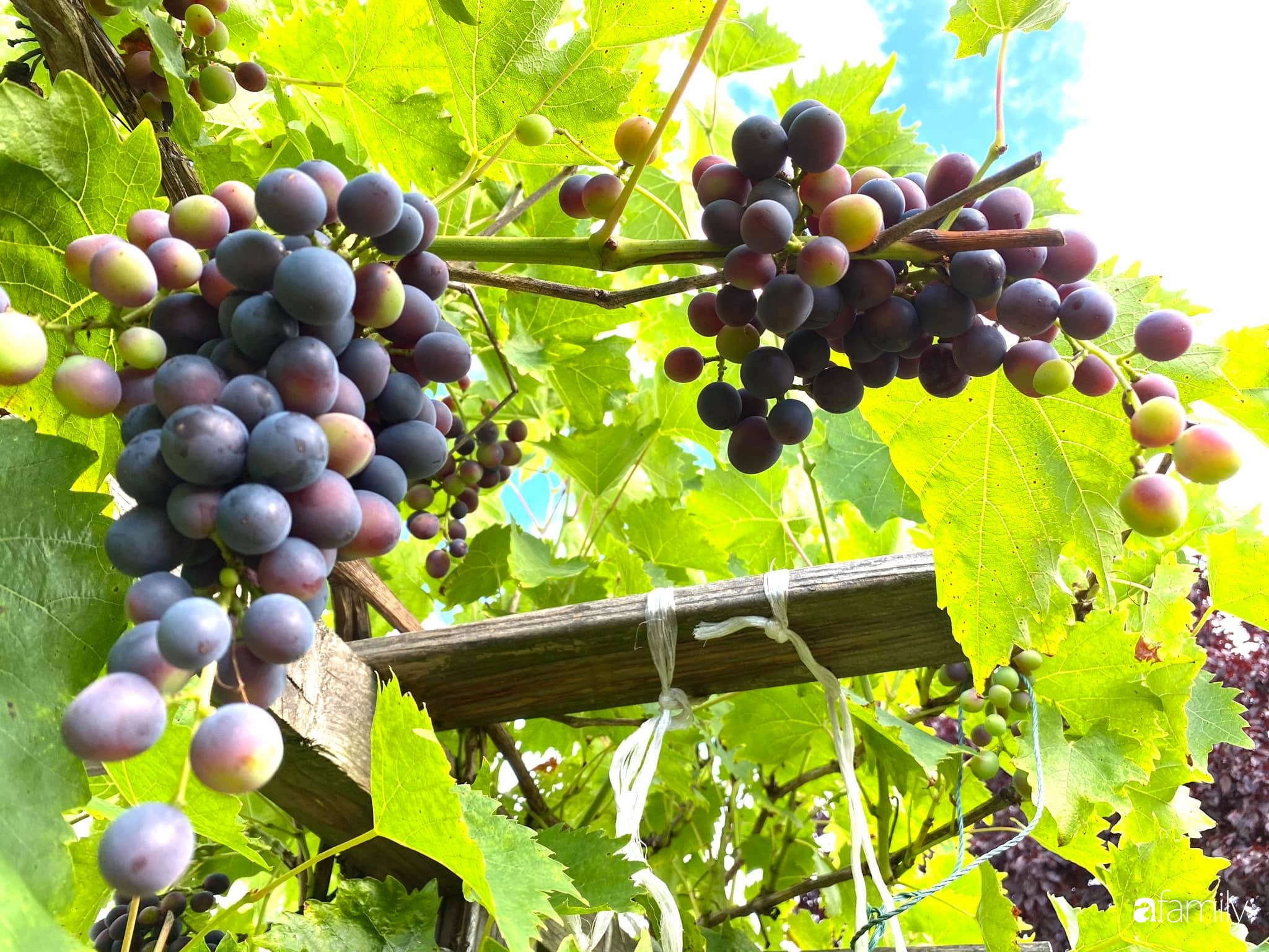 Khu vườn 200m² quanh năm xanh tươi với đủ loại rau quả sạch của mẹ Việt có thâm niên 7 năm làm vườn-16